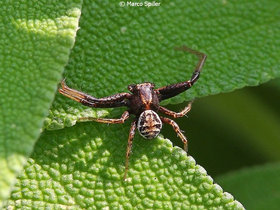 Tomisidae:  Xysticus sp., maschio  - Vicenza